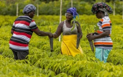 Firestone Liberia Earns Historic Certification: The World’s First ISCC PLUS Certified Natural Rubber Farm